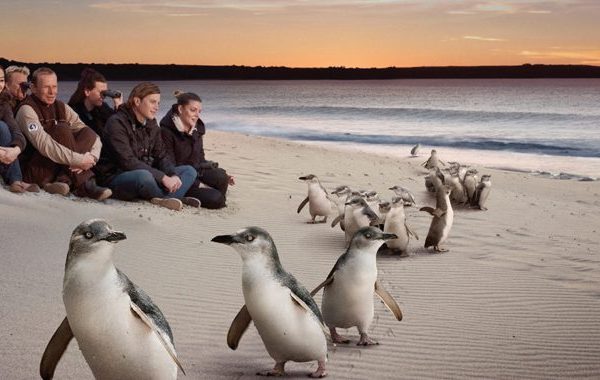 Private Penguin Parade tours Melbourne